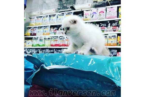 Ostim OSB kedi ilanı