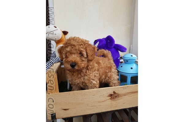 Poodle 1 TL Çengelköy Mah.