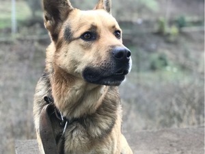 kurt köpeği k9 Aşılı Alman çoban kurdu