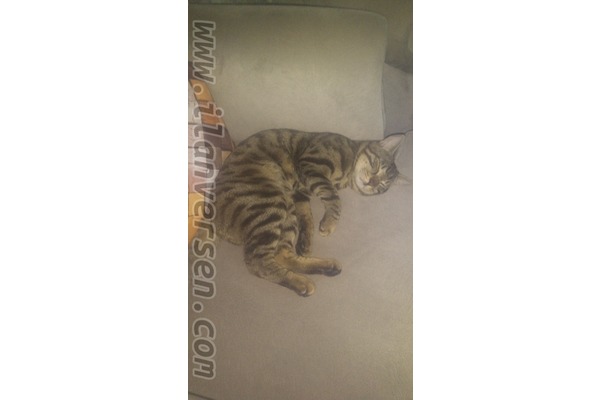 Kavacık Subayevleri Mah. kedi fiyatları