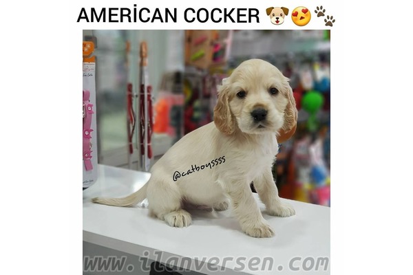 Cumhuriyet Mah. köpek ilanı