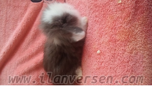 Lop Dişi ve Erkek Gürpınar Mah.