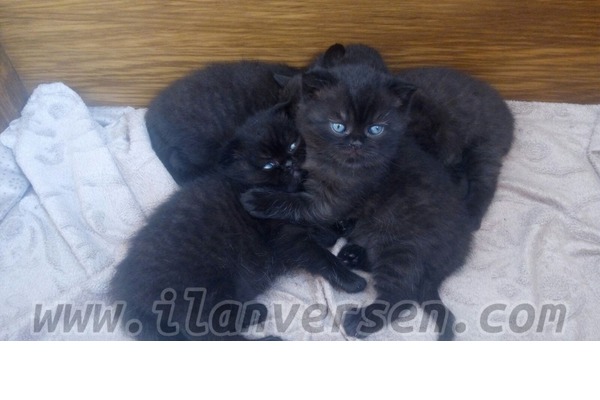Çeliktepe Mah. kedi ilanı