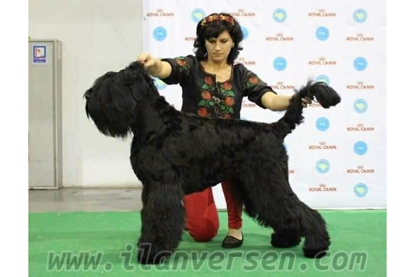 Diğer köpek ırkı Sahibinden 1 TL