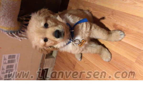 Golden retriever Şehitlik Mah.