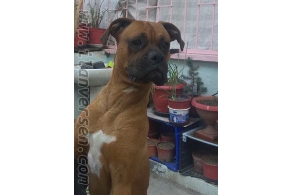 Altıntaş Mah. köpek ilanları