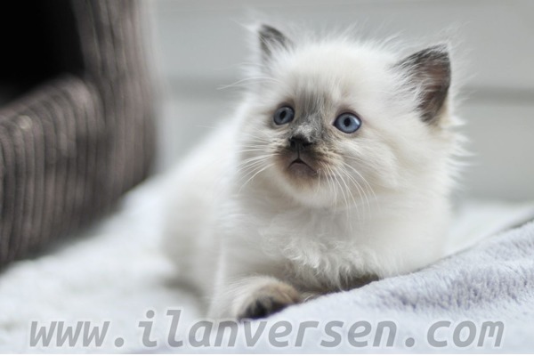Uyanış Mah. kedi ilanı