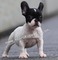 French bulldog Atatürk Mah.