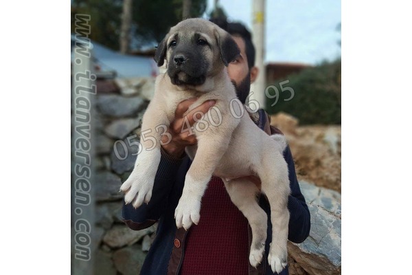 Kangal Dişi ve Erkek Altınkum Mah.
