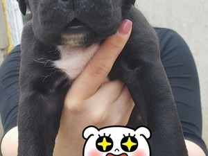 köpek ilanlari Havaalanı Mah.