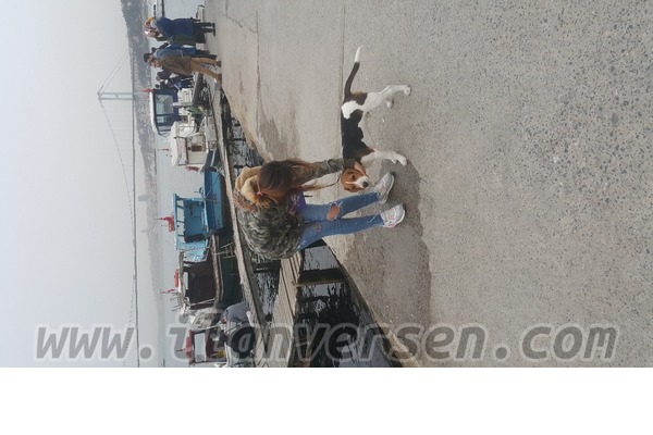 Cebeci Mah. köpek ilanı ver