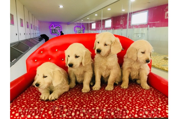 Çukurcaköy Mah. Golden retriever ilanları