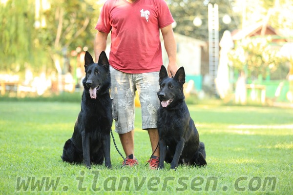 köpek Alman çoban kurdu fiyatları