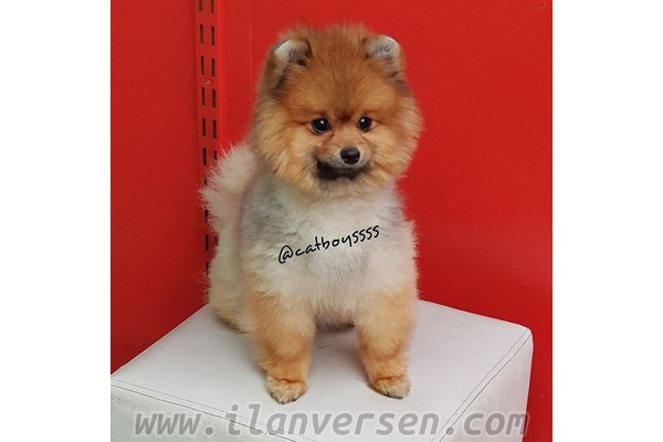 Pomeranian yaş 1 Cumhuriyet Mah.