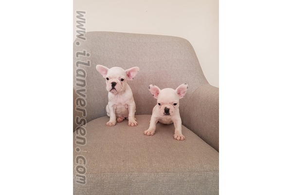 Çengelköy Mah. köpek fiyatları