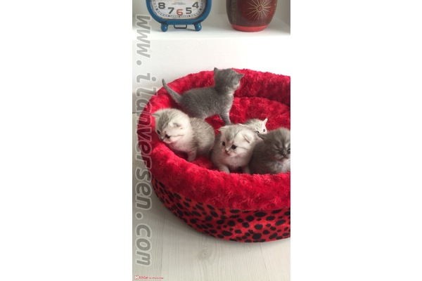 Scottish fold 0-3 Aylık