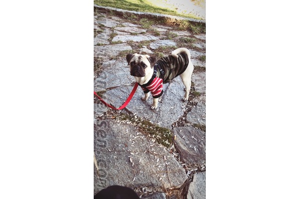Pug Çocuklara uygun