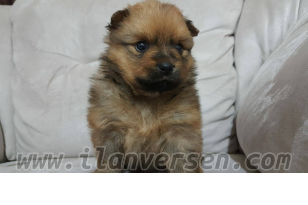 Pomeranian Sahibinden 1 TL