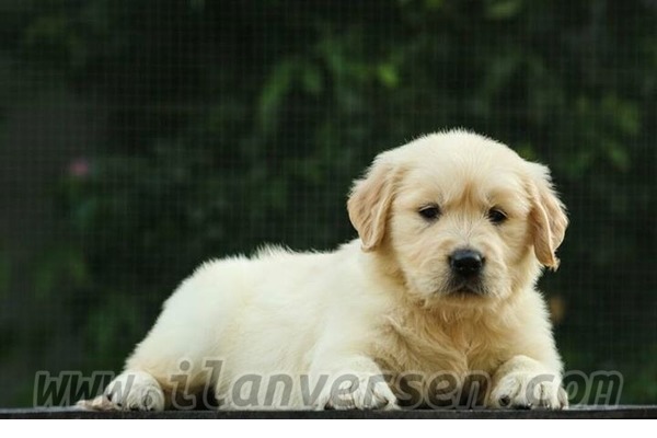 Golden retriever Dişi ve Erkek Altınkum Mah.