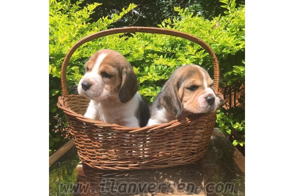 Beagle Dişi ve Erkek köpek