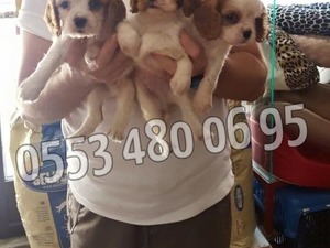 Cavalier king Charles Havaalanı Mah.