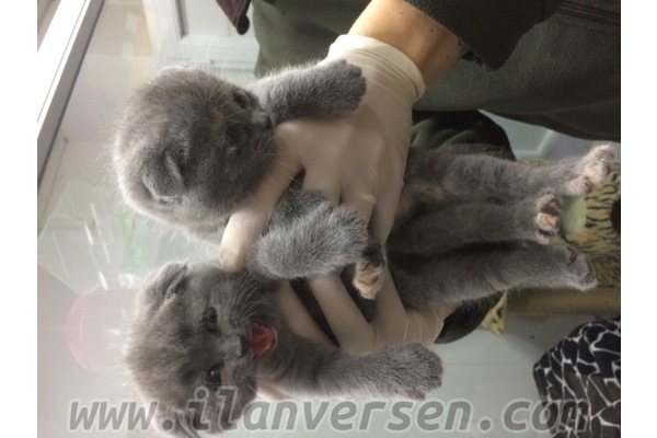 kedi Scottish fold fiyatları