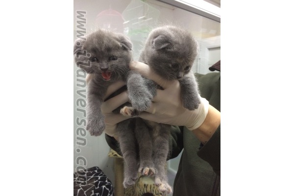 kedi Scottish fold fiyatları