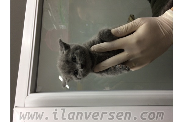Alacamescit Mah. kedi ilanı