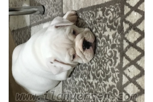köpek ilanlari Fatih Mah.