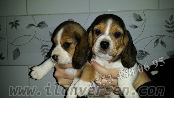 Beagle Dişi ve Erkek köpek