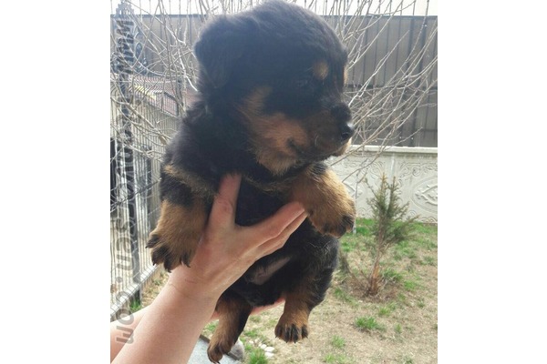 köpek Rottweiler fiyatları