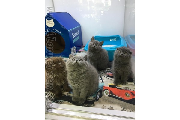 British shorthair Aziziye Mah.