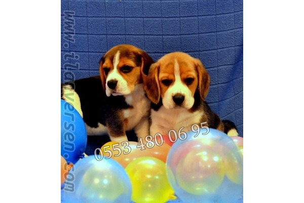 Beagle yaş 0-3 Aylık Havaalanı Mah.