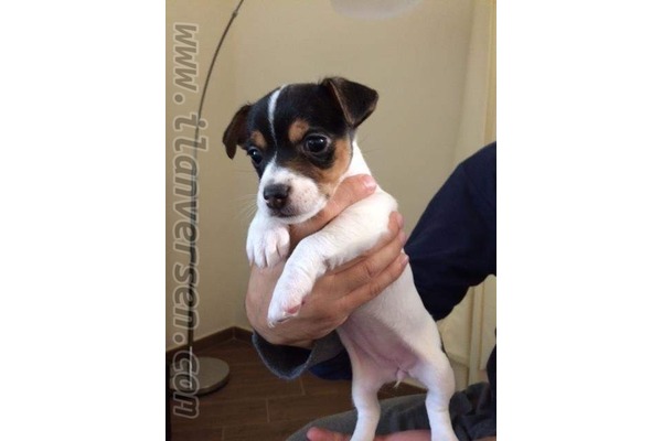 Jack Russel terrier Dişi ve Erkek Havaalanı Mah.
