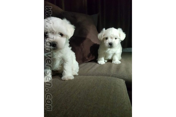 Maltese terrier Erkek Çengelköy Mah.