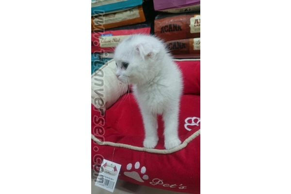 Scottish fold 1 TL Çengelköy Mah.