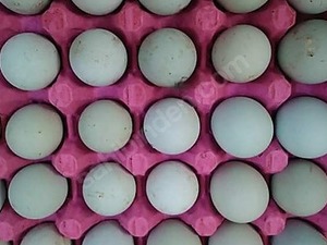 yesil yumurta Çoruk Köyü hayvanlar fiyatları