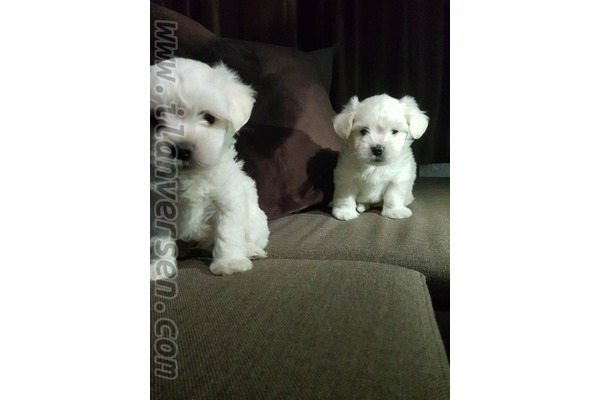 Maltese terrier yaş 0-3 Aylık Çengelköy Mah.