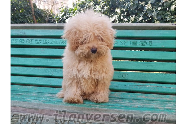 Diğer köpek ırkı Sahibinden 1 TL