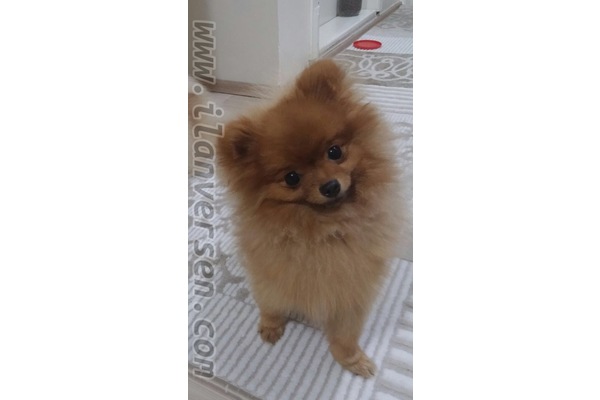 Atakent Mah. köpek ilanları