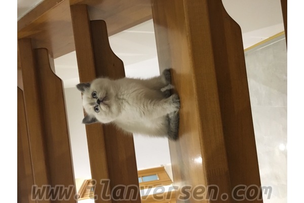 kedi ilanlari 19 Mayıs Mah.