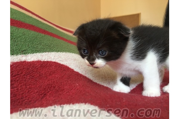 Scottish fold Yeniköy Mah.