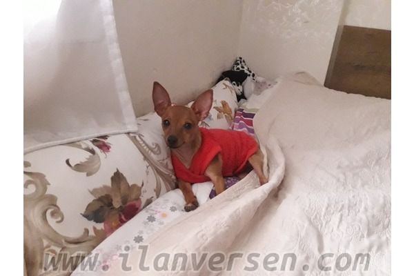 Pinscher Dişi köpek