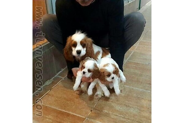 Dişi ve Erkek köpek Bademli Mah.