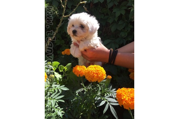 Bademli Mah. köpek ilanı