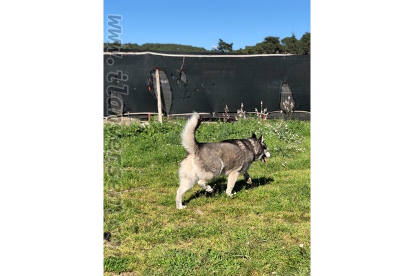 Husky Sahibinden Cumhuriyet Mah.