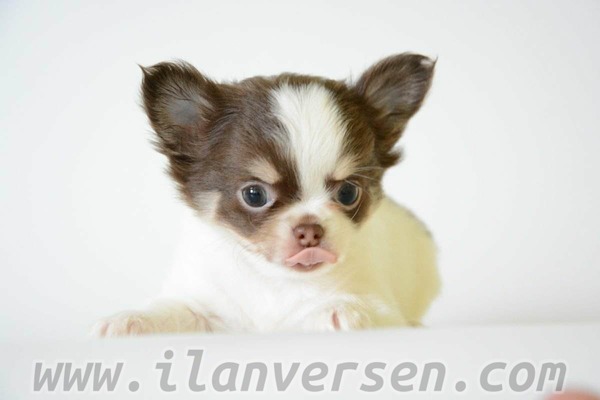 Chihuahua Sahibinden 1 TL