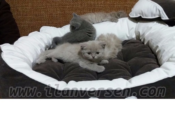 kedi Scottish fold fiyatları