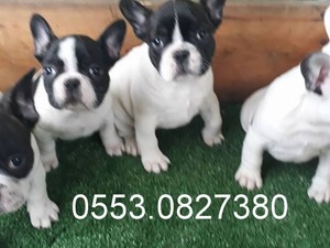 French bulldog 1 TL Gürpınar Mah.