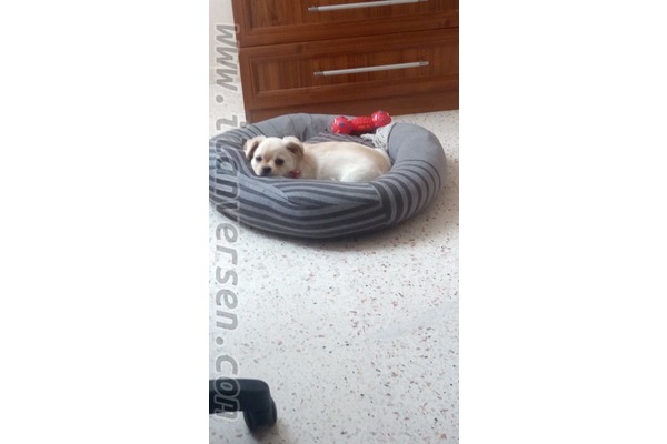 Pekinez Belediye Evleri Mah.